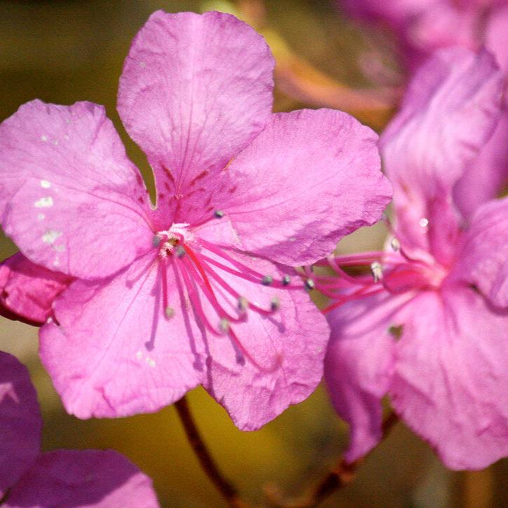 Pretty In Pink Candle
