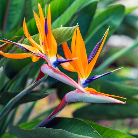 Birds of Paradise